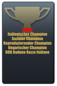 SIMON Italienischer Champion Sozialer Champion Reproduzierender Champion Ungarischer Champion BOB Raduno Razze Italiane