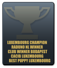 LUXEMBOURG CHAMPION RADUNO NL WINNER  CLUB WINNER BUDAPEST CACIB LUXEMBOURG        BEST PUPPY LUXEMBOURG